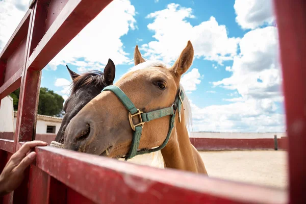 Dos Pequeños Caballos Sacando Cabeza Una Cerca Granja — Foto de Stock