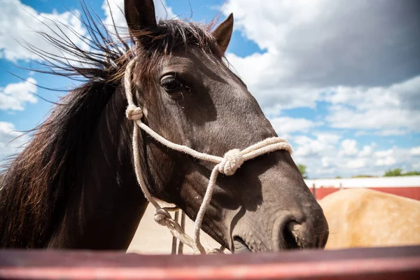 Pequeño Caballo Asomando Cabeza Través Una Valla Granja — Foto de Stock