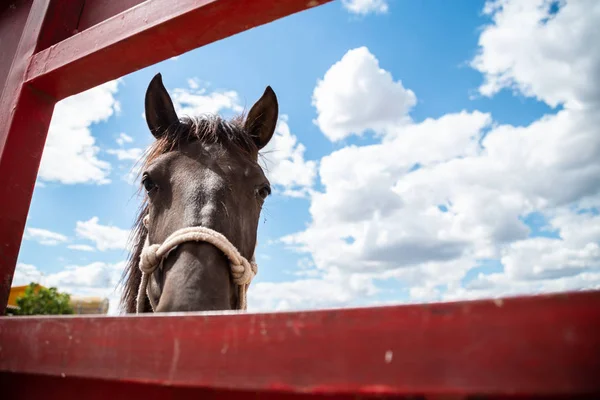 Pequeño Caballo Asomando Cabeza Través Una Valla Granja — Foto de Stock