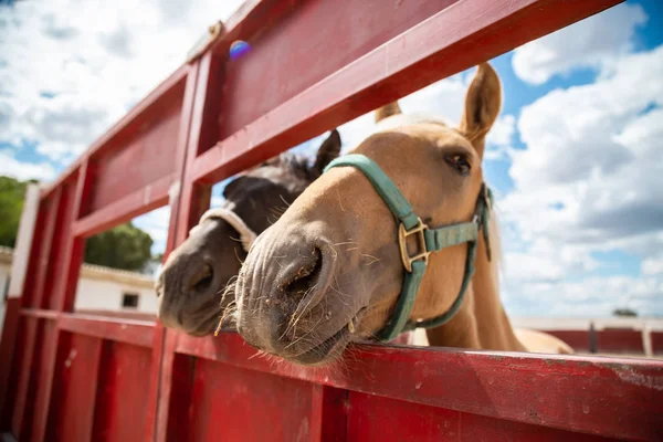 Dos Pequeños Caballos Sacando Cabeza Una Cerca Granja — Foto de Stock