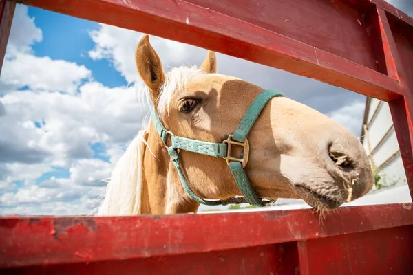 Μικρό Άλογο Που Χώνει Κεφάλι Του Έξω Μέσα Από Ένα — Φωτογραφία Αρχείου