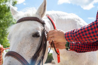 Güneşli bir günde çayırda dikilirken beyaz atın ağzına bağlanan günlük kıyafetli genç bir erkek.