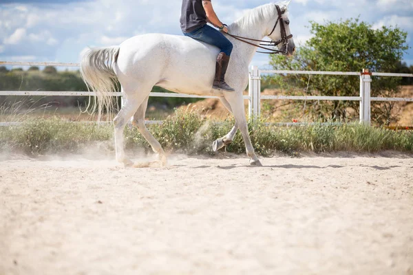 Hombre Irreconocible Cabalgando Caballo Blanco Suelo Arenoso Recinto Día Soleado — Foto de Stock