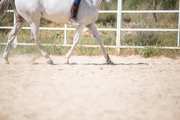 Hombre Irreconocible Cabalgando Caballo Blanco Suelo Arenoso Recinto Día Soleado — Foto de Stock