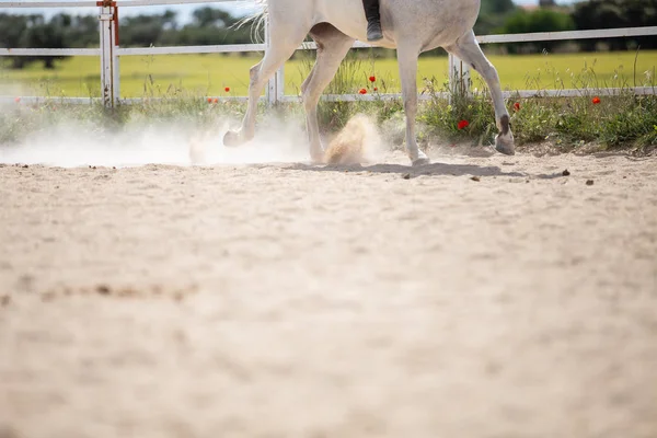 Αναγνωρίσιμο Αρσενικό Ιππασία Λευκό Άλογο Αμμώδη Έδαφος Του Περιβλήματος Την — Φωτογραφία Αρχείου