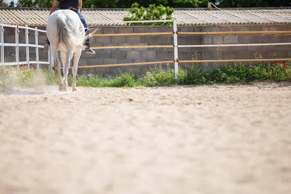 Αναγνωρίσιμο Αρσενικό Ιππασία Λευκό Άλογο Αμμώδη Έδαφος Του Περιβλήματος Την — Φωτογραφία Αρχείου