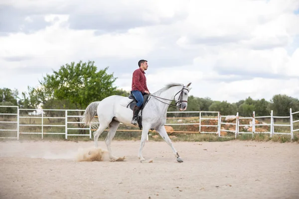 Chico Joven Traje Casual Montar Caballo Blanco Suelo Arenoso Recinto — Foto de Stock