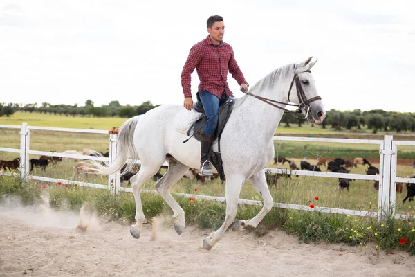 Jeune Homme Tenue Décontractée Chevauchant Cheval Blanc Sur Sol Sablonneux — Photo