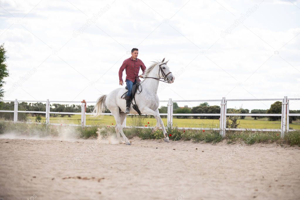 Young guy in casual outfit riding white horse on sandy ground in enclosure on ranch