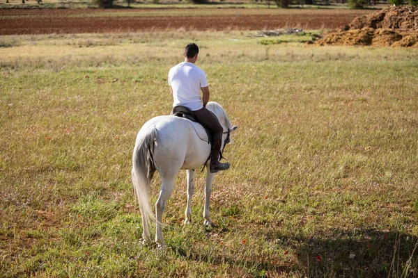 Πίσω Όψη Του Νεαρού Αρσενικό Ιππασία Λευκό Άλογο Γρασίδι Λιβάδι — Φωτογραφία Αρχείου