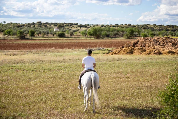 Vue Dos Jeune Cheval Cheval Blanc Dans Prairie Herbeuse Par — Photo