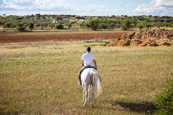 Vue Dos Jeune Cheval Cheval Blanc Dans Prairie Herbeuse Par — Photo