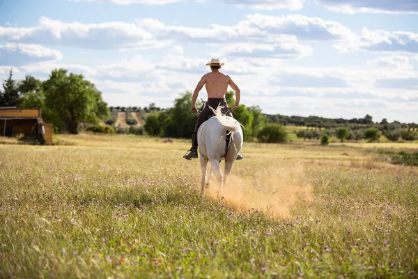 Visão Traseira Jovem Macho Sem Camisa Montando Cavalo Branco Prado Imagens Royalty-Free