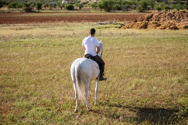 Πίσω Όψη Του Νεαρού Αρσενικό Ιππασία Λευκό Άλογο Γρασίδι Λιβάδι Royalty Free Φωτογραφίες Αρχείου