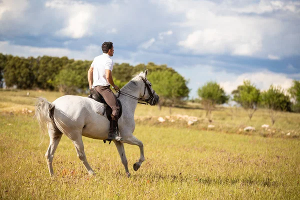 Visão Traseira Jovem Macho Montando Cavalo Branco Prado Gramado Dia Fotografia De Stock
