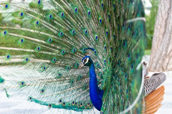 Bedövning Indian Hane Peacock Med Öppna Vingar Som Visar Alla — Stockfoto