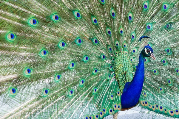 Bedövning Indian Hane Peacock Med Öppna Vingar Som Visar Alla — Stockfoto