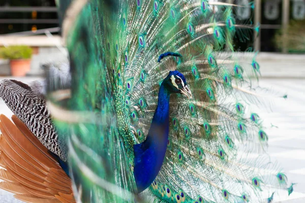 Bedövning Indian Hane Peacock Med Öppna Vingar Som Visar Alla — Stockfoto