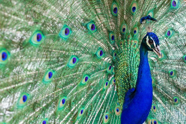 Impressionante Indiana Pavão Masculino Com Asas Abertas Mostrando Todos Seus — Fotografia de Stock