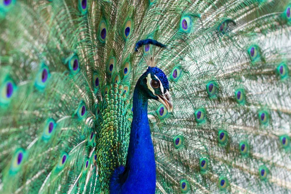 Impressionante Indiana Pavão Masculino Com Asas Abertas Mostrando Todos Seus — Fotografia de Stock