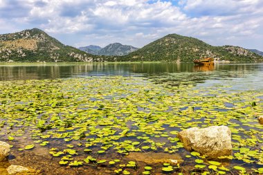 Zambaklar büyük alanıyla. İşkodra Gölü. Karadağ. 