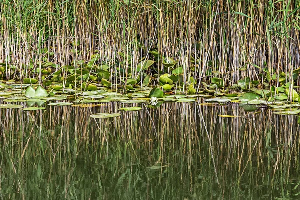 Skadar Lake Monténégro Bulrush Champ Avec Des Lys — Photo