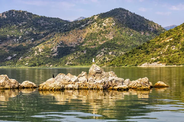 Karabatak ve martılar İşkodra Gölü Milli Parkı, Kuzey bölgesinde. Karadağ