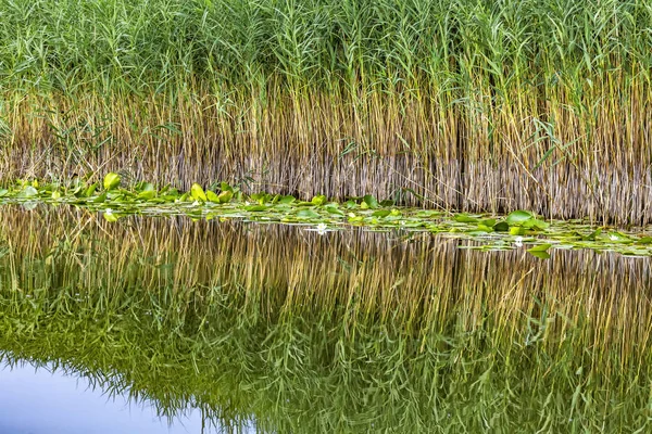 Skadar Lake Monténégro Bulrush Champ Avec Des Lys — Photo