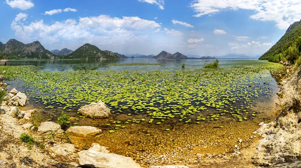 Campo Enorme Con Lirios Skadar Lake Montenegro —  Fotos de Stock