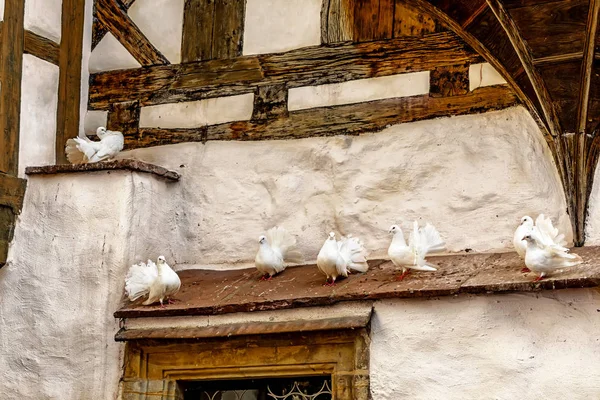 Palomas blancas de primer plano en el Castillo de Wartburg, Alemania — Foto de Stock
