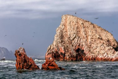 Paracas Milli Parkı Ballestas Adaları kayalarında Kuşlar, Peru.