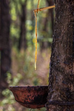 Kauçuk Ağacından Damlayan Lateks, Vietnam.