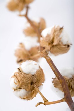 Beyaz arka planda izole çiçekler ile Pamuk bitki