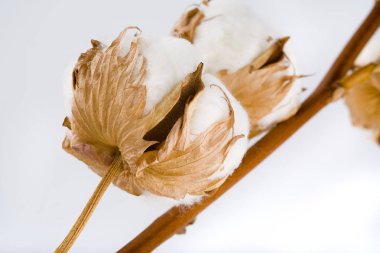Beyaz arka planda izole çiçekler ile Pamuk bitki