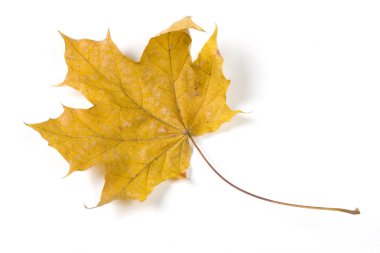 Beyaz Kağıt arka plan üzerinde izole kuru düşmüş yaprak