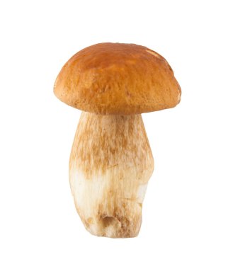 Beyaz üzerinde izole mantar yenilebilir