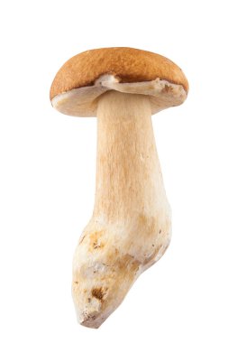 Beyaz üzerinde izole mantar yenilebilir