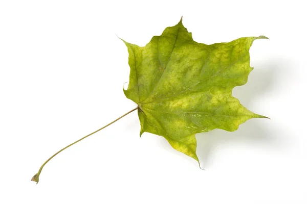 Dry fallen leaf isolated on white paper background — Stock Photo, Image