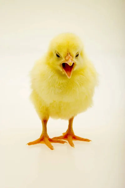 Kleine gele chick — Stockfoto