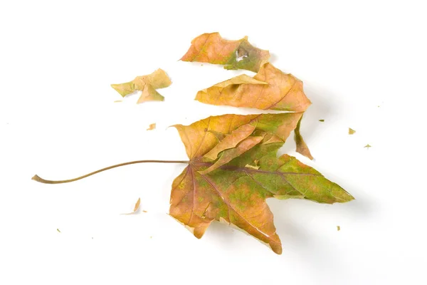 Dry fallen leaf isolated on white paper background — Stock Photo, Image