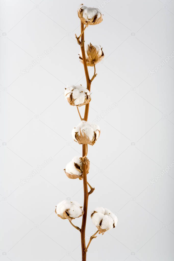 Cotton plant with flowers isolated on white background