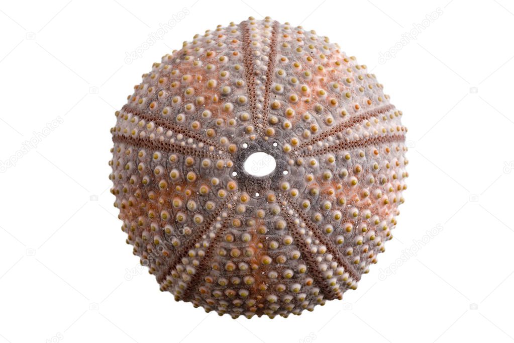 Sea urchin isolated on white close-up depth of tield
