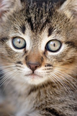 Ev kedi yakın çekim