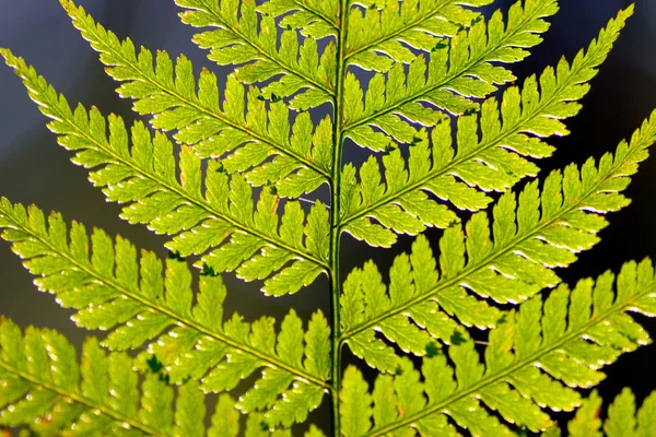 Folha de samambaia na luz do sol da manhã na escuridão do — Fotografia de Stock