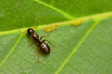 Yeşil yapraküzerinde büyük siyah karınca, makro