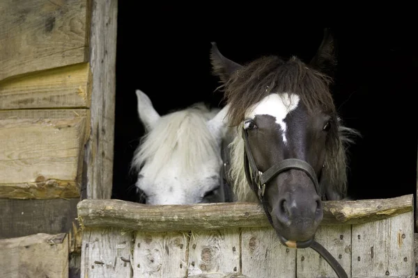 Caballo en una granja en establo — Foto de Stock