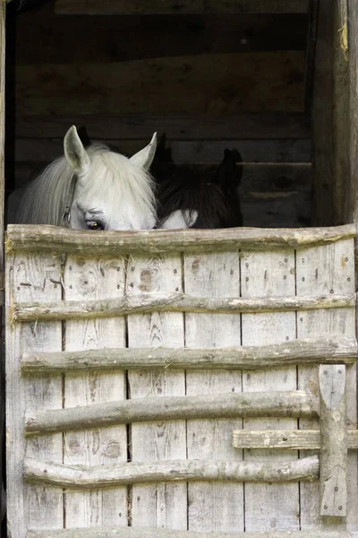 Кінь на фермі в стайні — стокове фото