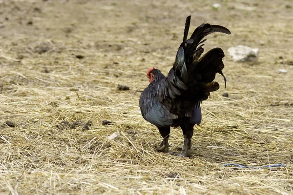 Black rooster on a farm ground