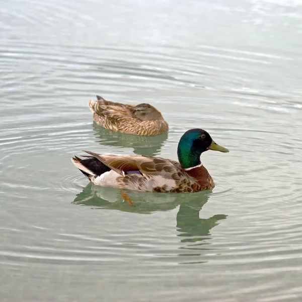 Ducks swimming on the lake — Stock Photo, Image