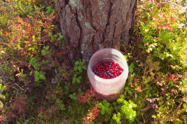 Yaban mersinli yabanmersinli kavanozla karıştırılmış yabanmersinli ve güneşte kavrulmuş yaban mersinli yaban mersinli ve yaban mersinli (kırmızı yapraklı) bitkilerin arasında bir çam ağacının yanında. Vahşi yiyecek ormanda aranıyor..